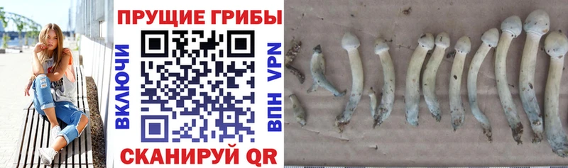 Галлюциногенные грибы мухоморы Пыталово